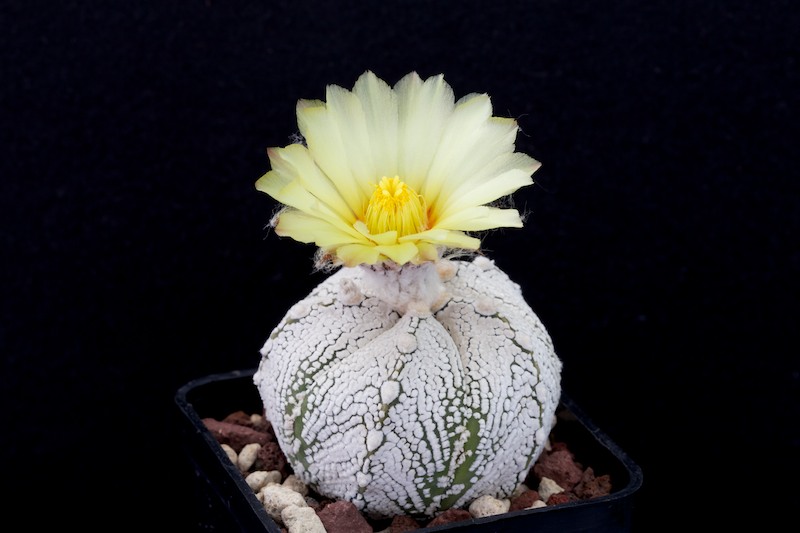 Astrophytum coahuilense x Onzuka 