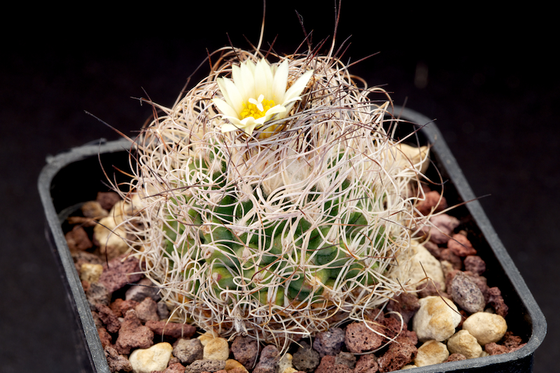 turbinicarpus pseudomacrochele ssp. krainzianus