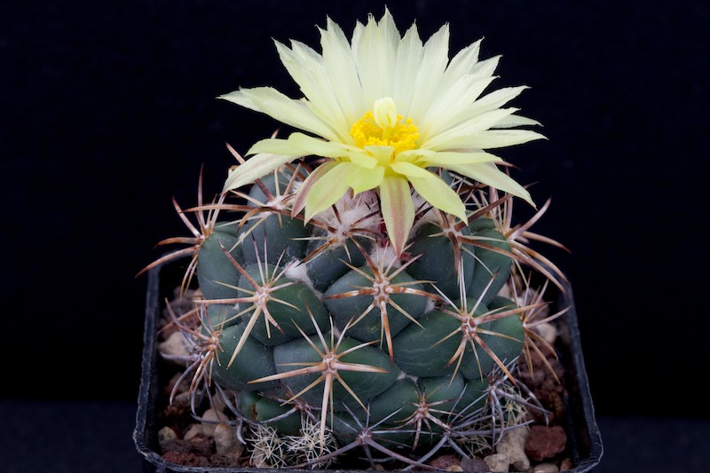 Coryphantha longicornis 