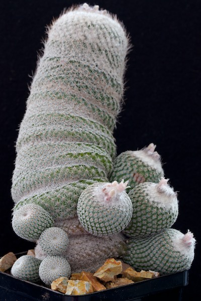 Epithelantha unguispina ssp. huastecana BZ 58