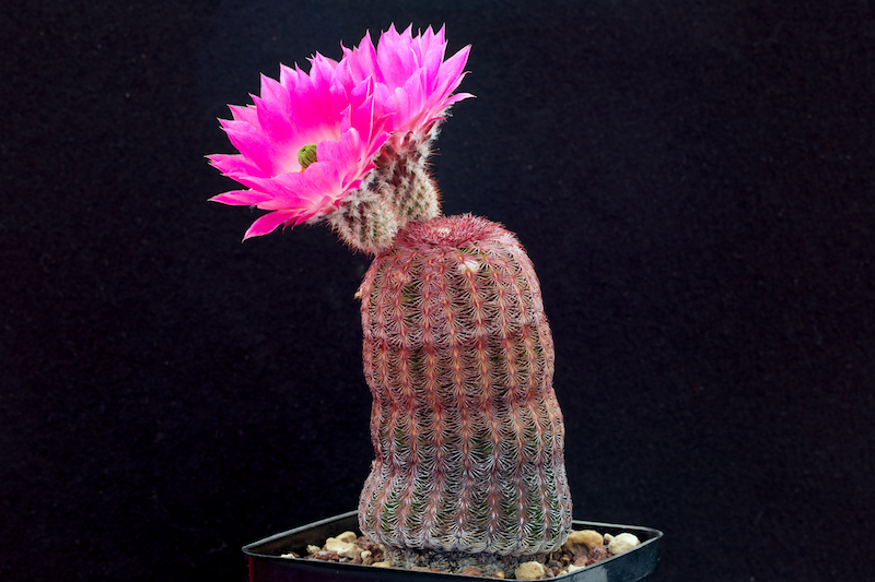 Echinocereus rigidissimus v. rubispinus L 088