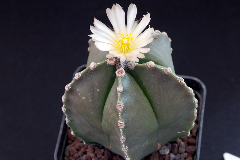 Astrophytum myriostigma v. nudum 