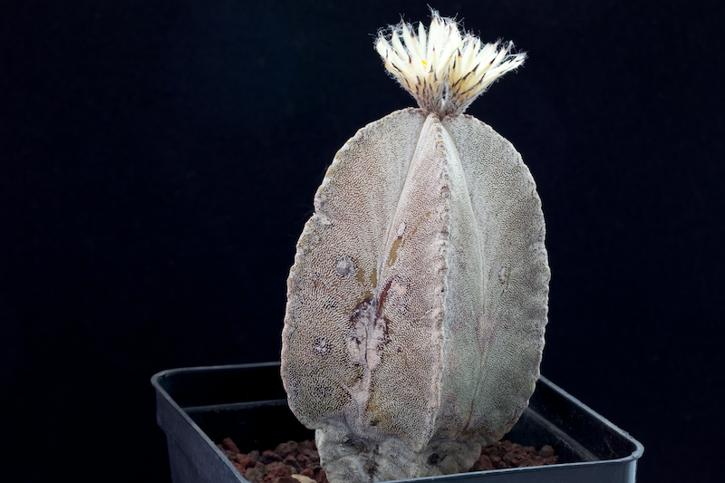 Astrophytum myriostigma v. columnare 