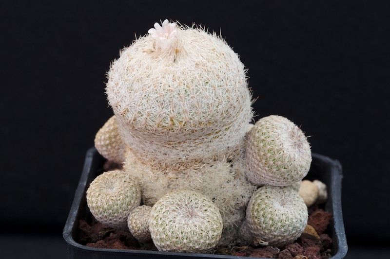 Epithelantha greggii 