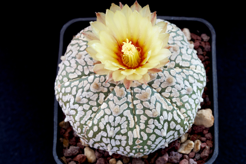 Astrophytum asterias cv. super kabuto v-type 