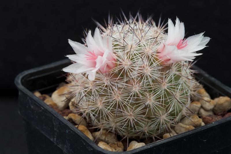 Mammillaria albicans f. slevinii 