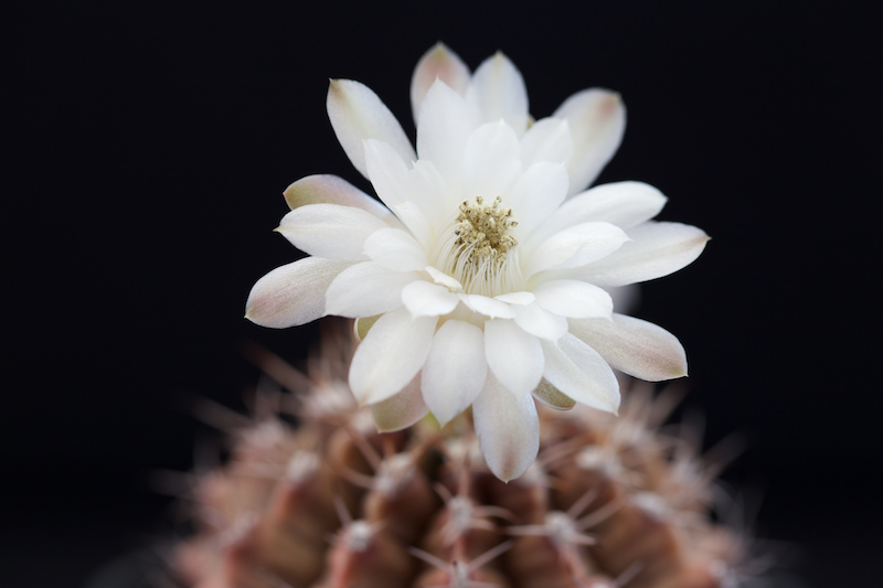 Gymnocalycium damsii 