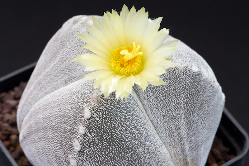 Astrophytum myriostigma f. tricostatum 