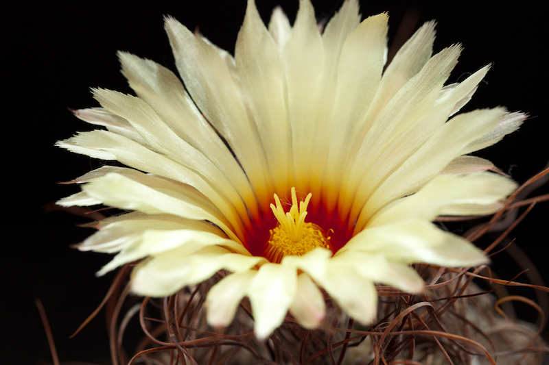 Astrophytum capricorne v. minor 