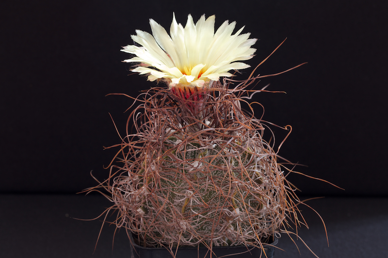 Astrophytum capricorne v. minor 