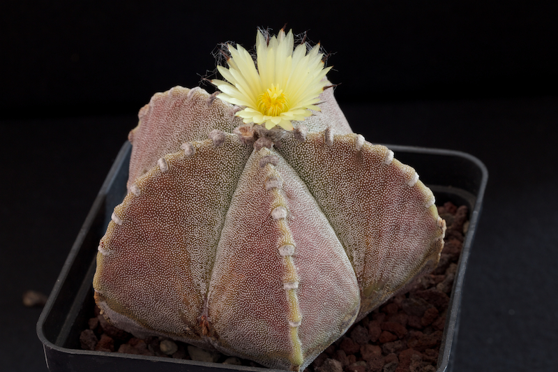 Astrophytum myriostigma v. jaumavense 