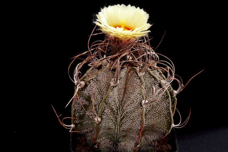 Astrophytum capricorne 