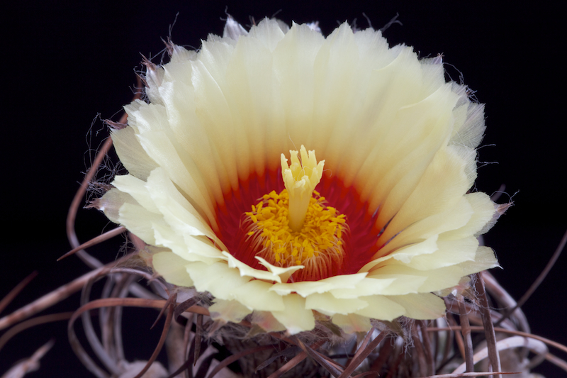 Astrophytum capricorne 