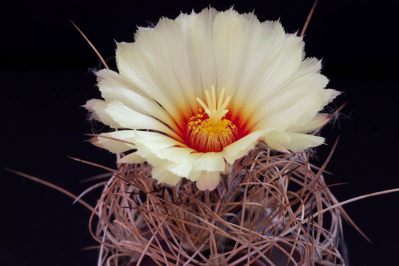 Astrophytum capricorne v. aureum P 289