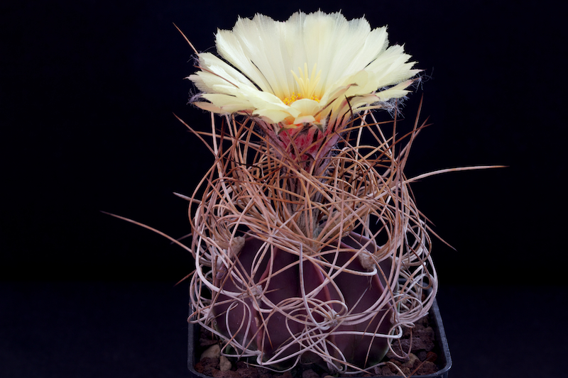 Astrophytum capricorne v. aureum P 289