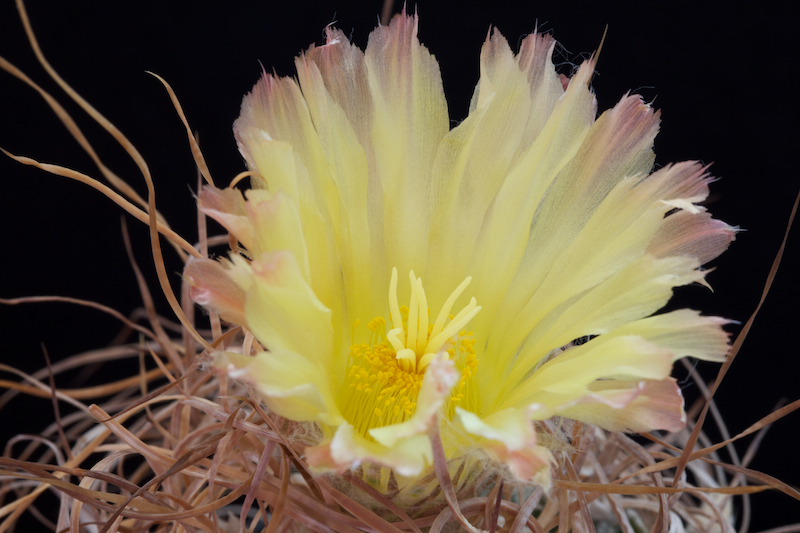 Astrophytum capricorne cv. Crassispinoides 