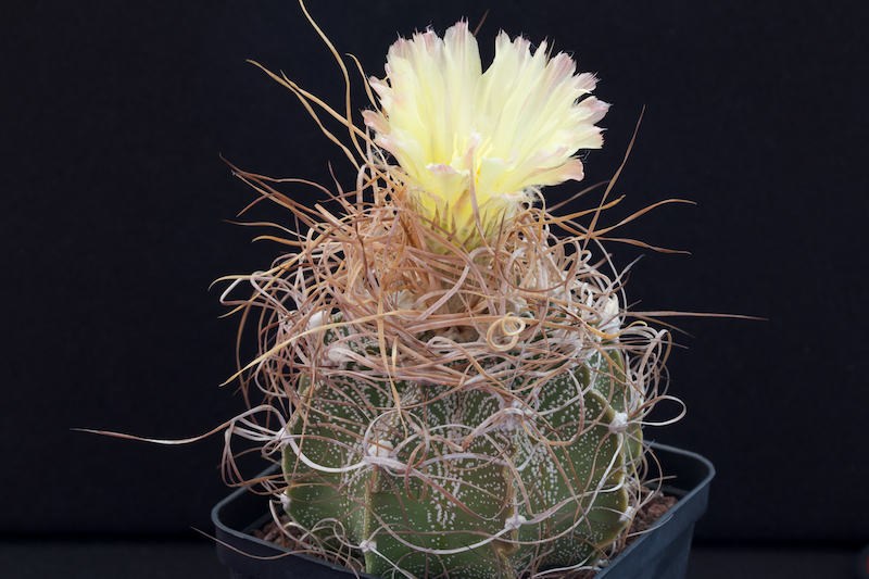 Astrophytum capricorne cv. crassispinoides 
