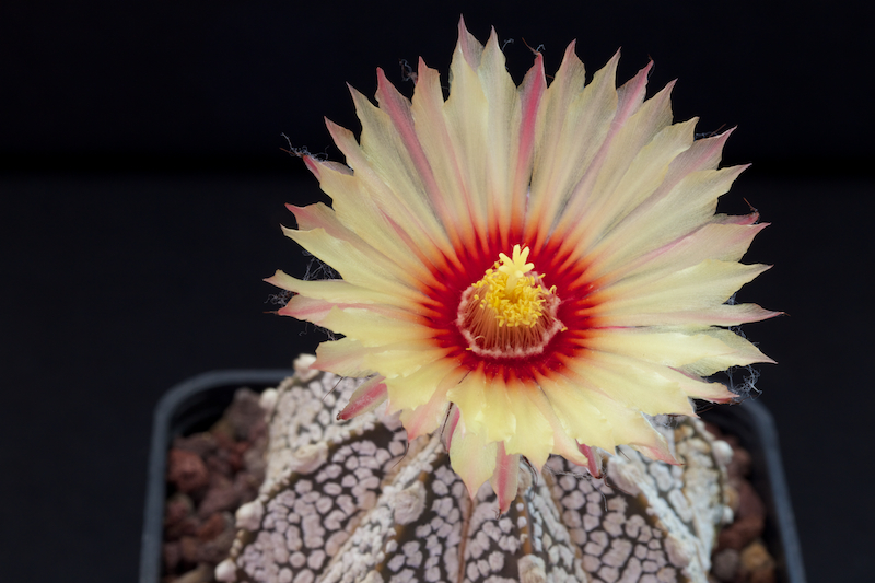 Astrophytum asterias cv. super kabuto x senile v. aureum 