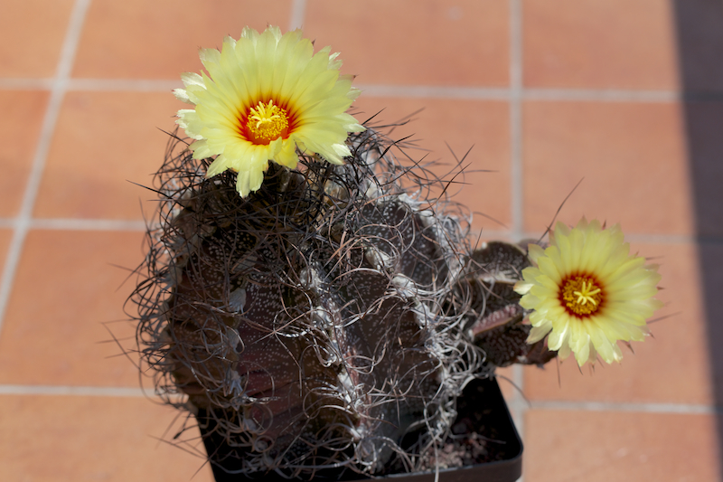 Astrophytum capricorne 