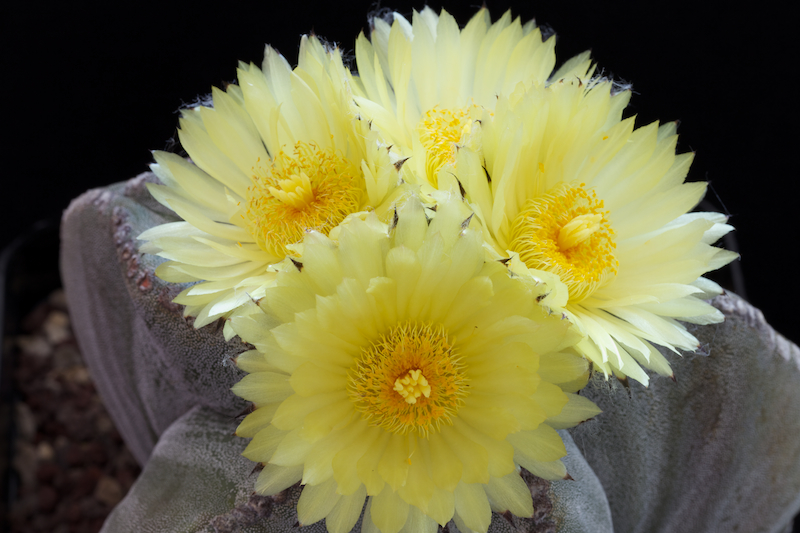 Astrophytum myriostigma 