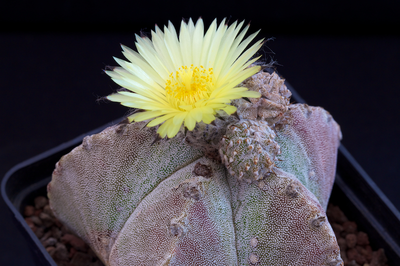 Astrophytum myriostigma ssp. potosinum 