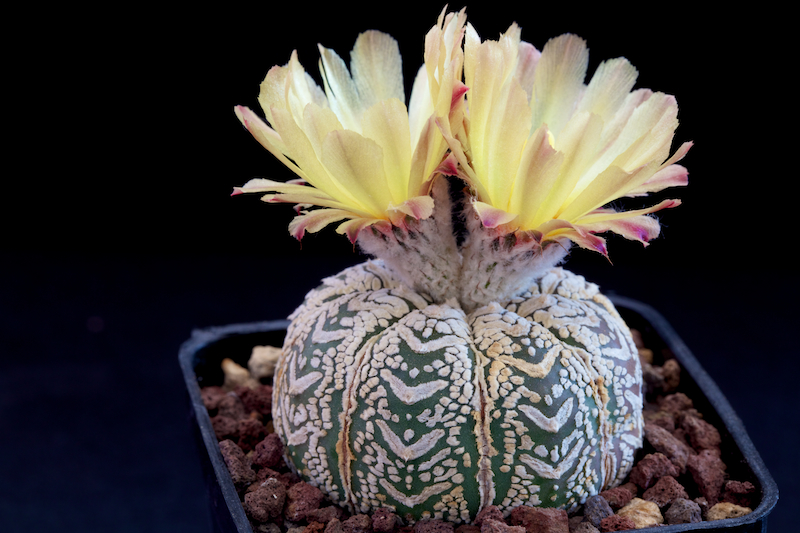 Astrophytum asterias cv. super kabuto v-type 