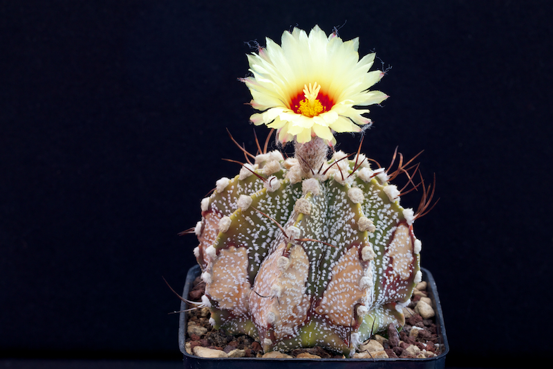 Astrophytum asterias x capricorne 