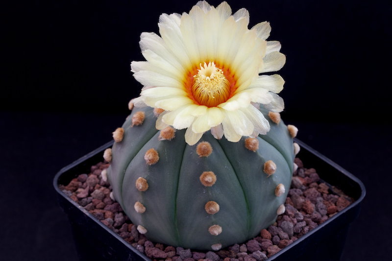 Astrophytum asterias v. nudum 