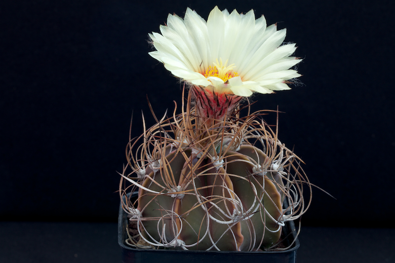 Astrophytum capricorne v. senile 