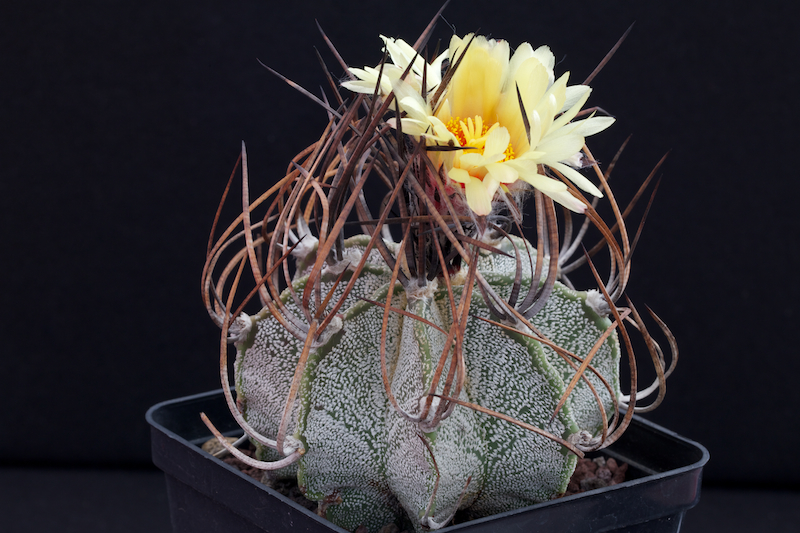 Astrophytum capricorne v. niveum SB 1158