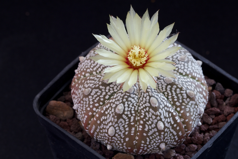 Astrophytum asterias cv. super kabuto 