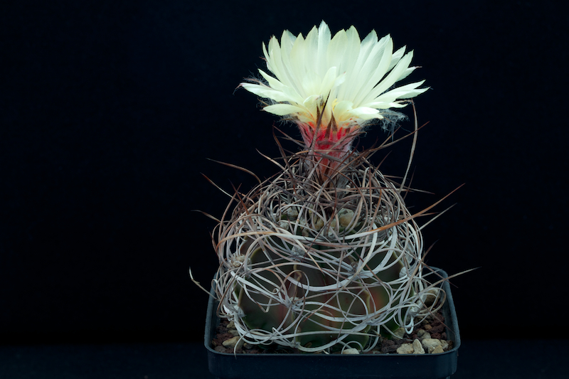 Astrophytum capricorne v. crassispinum 