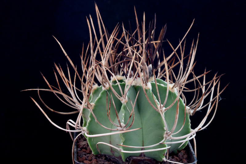 Astrophytum capricorne v. niveum f. nudum 