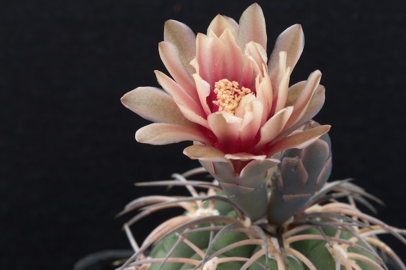 Gymnocalycium spegazzinii VS 109