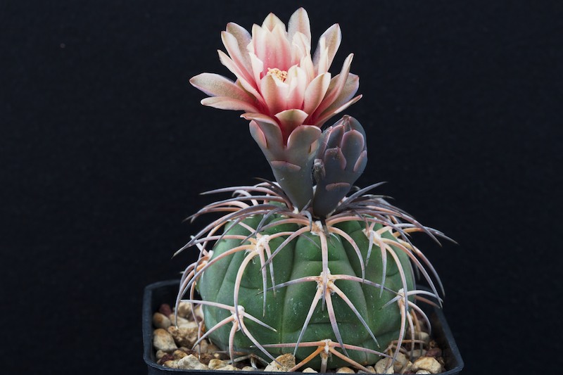 Gymnocalycium spegazzinii VS 109