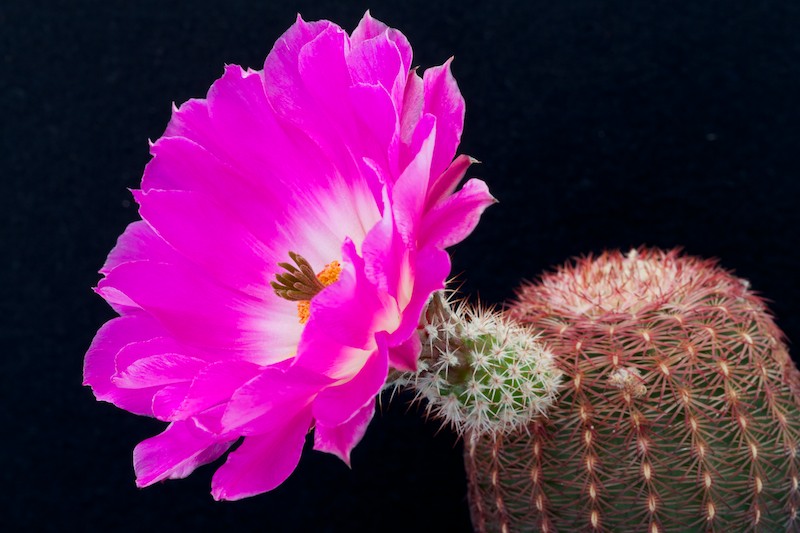 Echinocereus  rigidissimus 