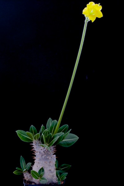 Pachypodium horombense 