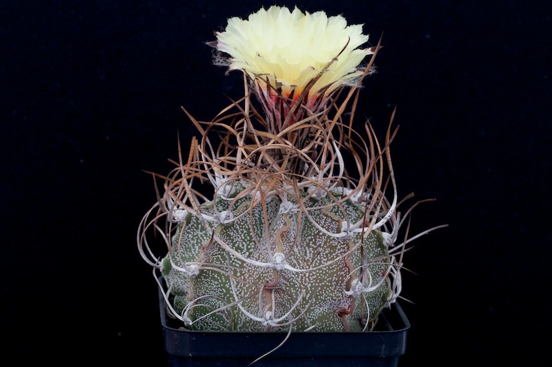 Astrophytum capricorne v. crassispinum 