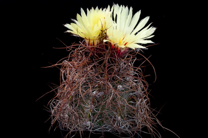 Astrophytum capricorne v. minor 