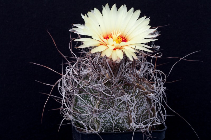 Astrophytum capricorne v. minor P 269