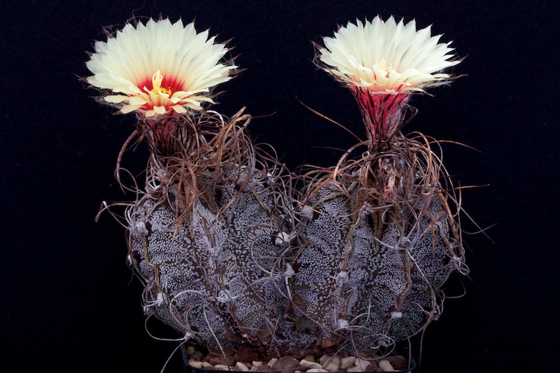 Astrophytum capricorne 