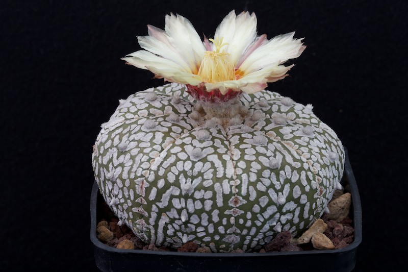 Astrophytum asterias cv. Super Kabuto V-Type 