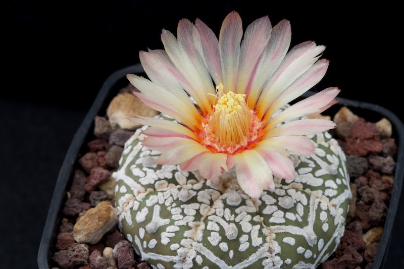 Astrophytum asterias cv. super kabuto v-type 
