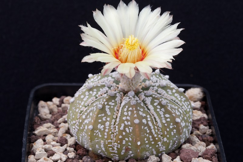 Astrophytum asterias cv. Super Kabuto 