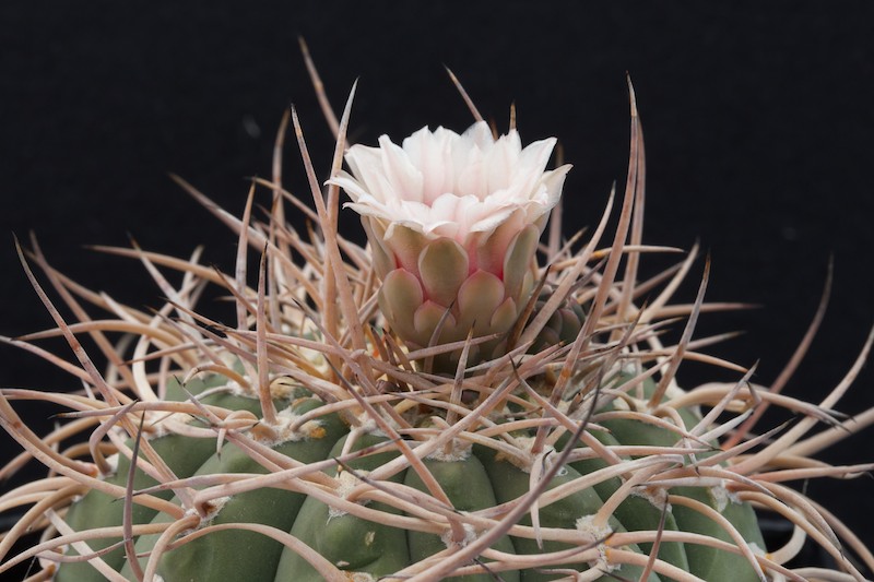 Gymnocalycium cardenasianum 