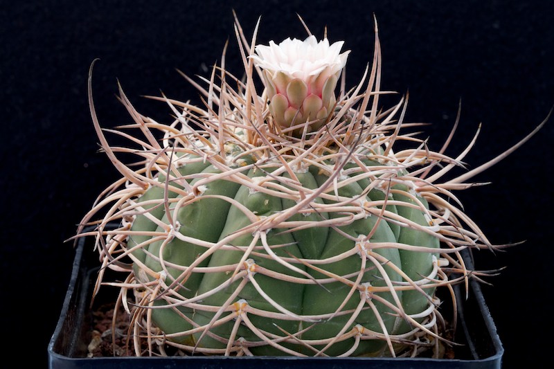 Gymnocalycium cardenasianum 