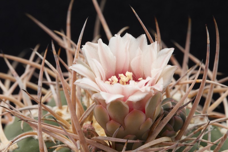 Gymnocalycium cardenasianum 