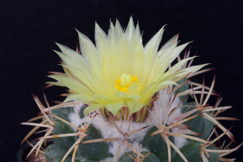 Coryphantha elephantidens ssp. bumamma 