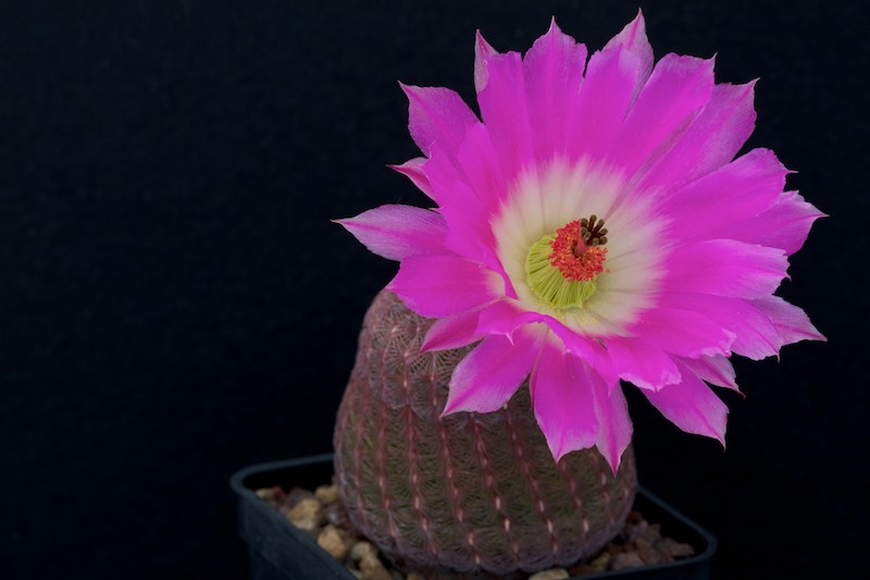 Echinocereus  rigidissimus v. rubispinus 