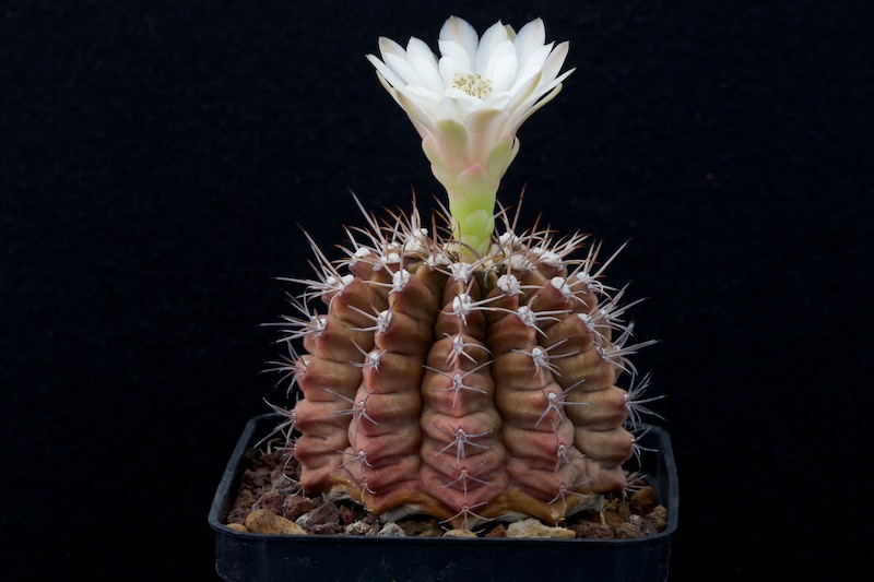 Gymnocalycium anisitsii 